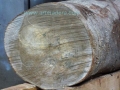 Madera de ficus